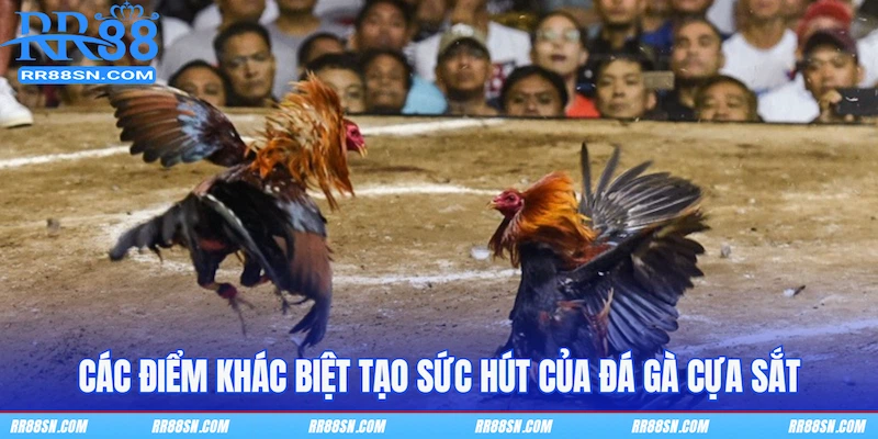 Các điểm khác biệt tạo sức hút của đá gà cựa sắt